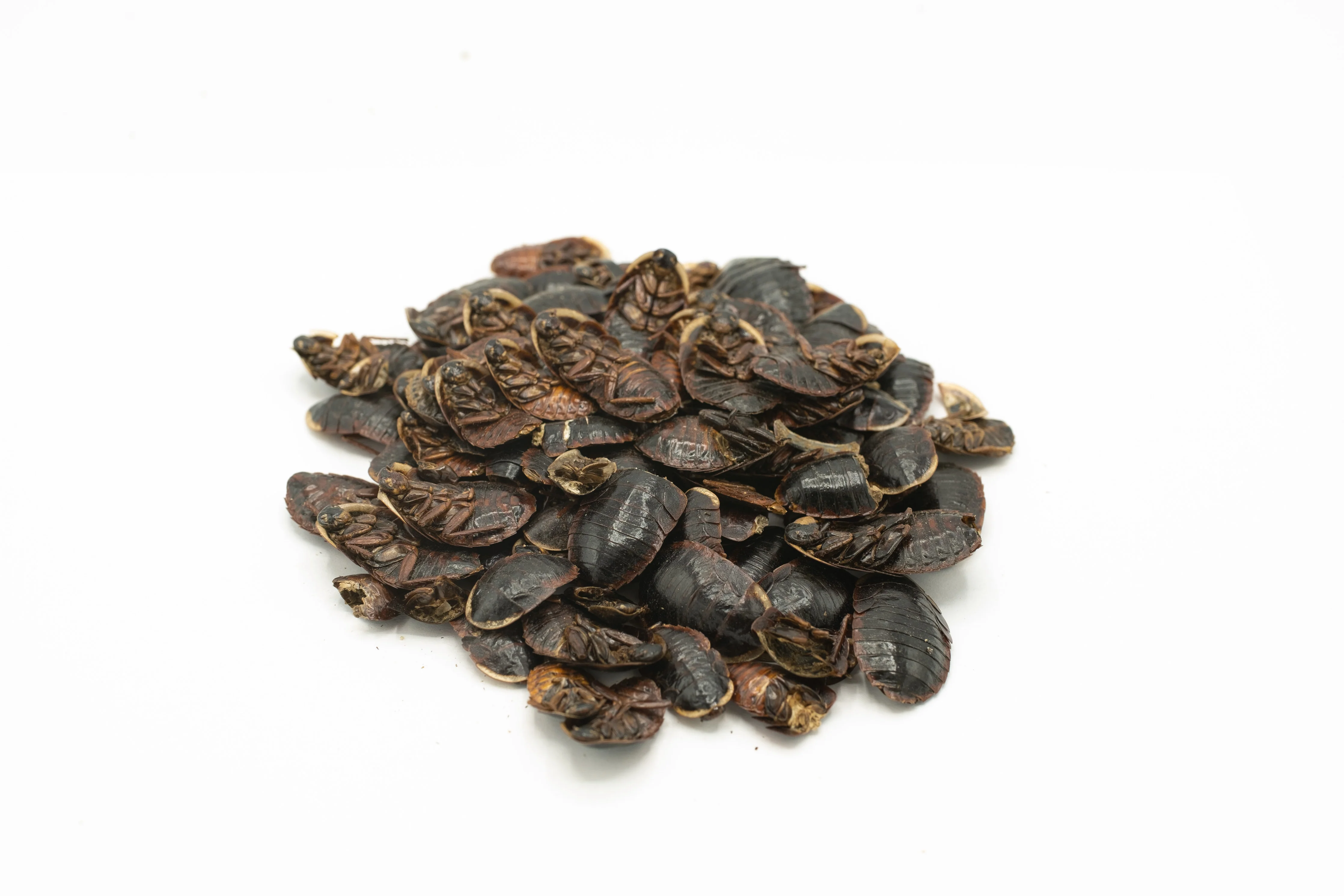 TU YUAN(BIE CHONG) - 土元（鳖虫）- Custom Amount