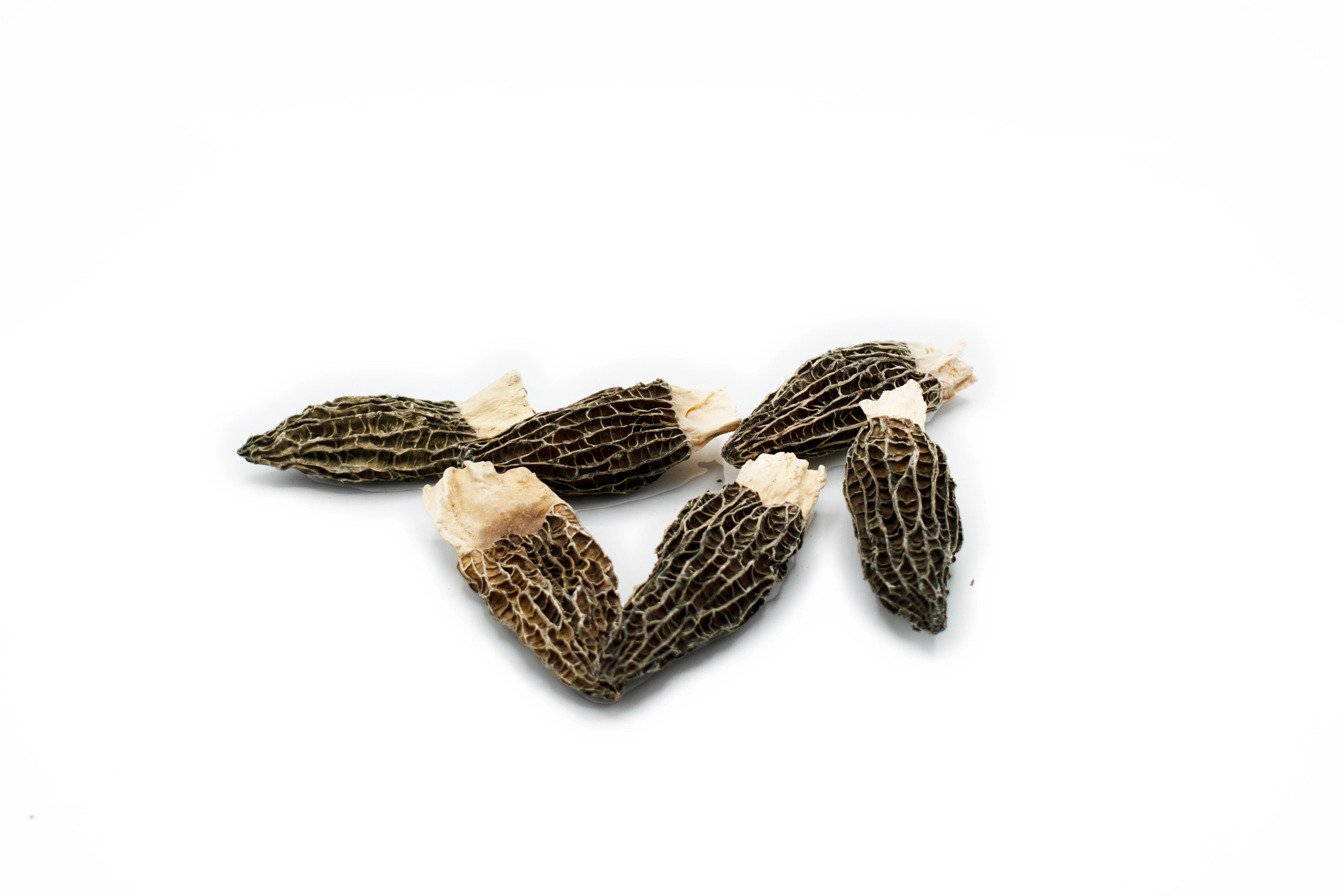 Yang Du Jun - 羊肚菌 - Morchella - Custom Amount-8oz/bag